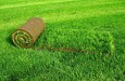 Идеальный газон: семена травы для создания зелёного ковра